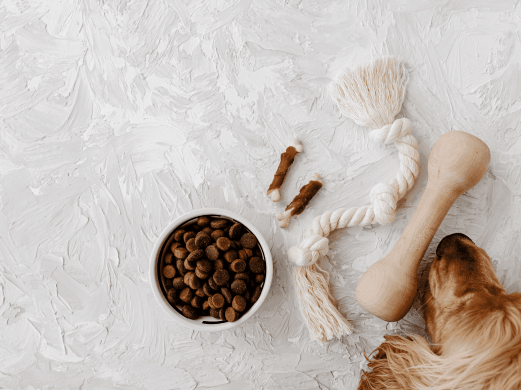 10 sustainable pet products that are friendly to the planet and your pocket