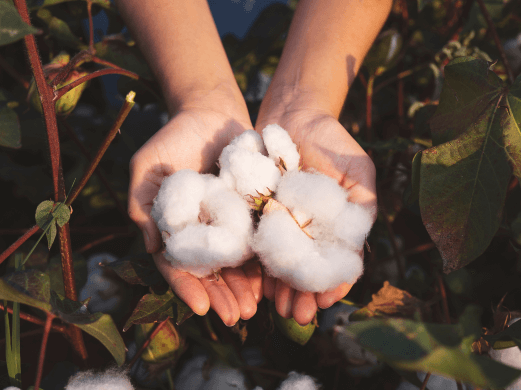 Three cotton balls held in hands