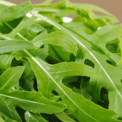 Rucola